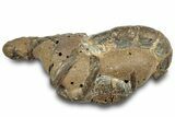 Fossil Mud Lobster (Thalassina) - Gunn Poin, Australia #307714-2